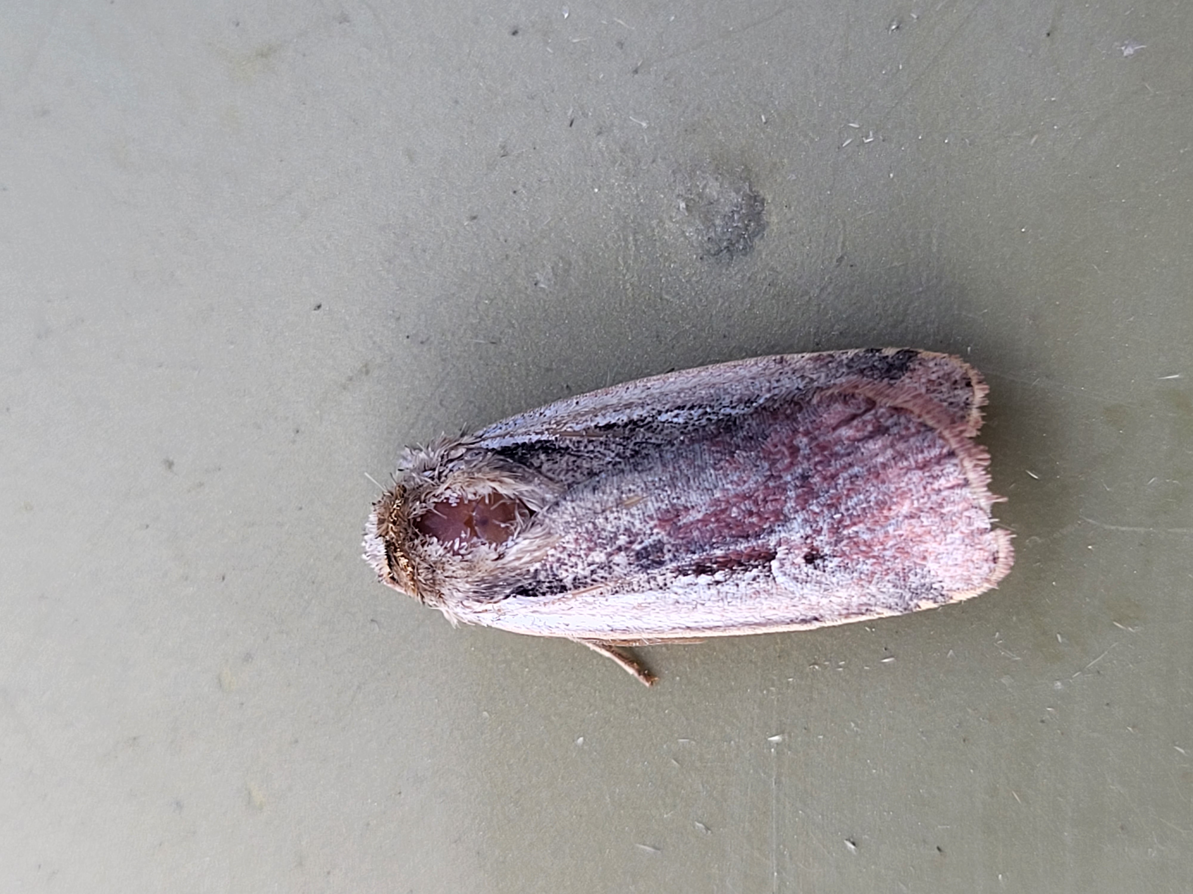 Photo of Flame Shoulder (Ochropleura plecta)